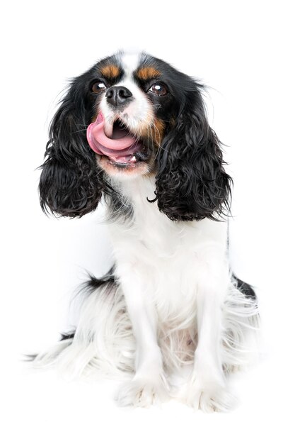 Portrait of cute cavalier spaniel isolated on white background