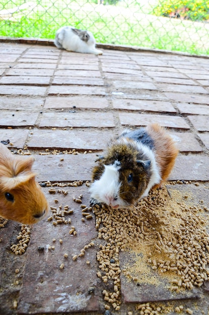 かわいい Cavia porcellus の肖像画をクローズ アップ写真