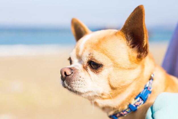 Portrait of cute chihuahua dog in outdoors