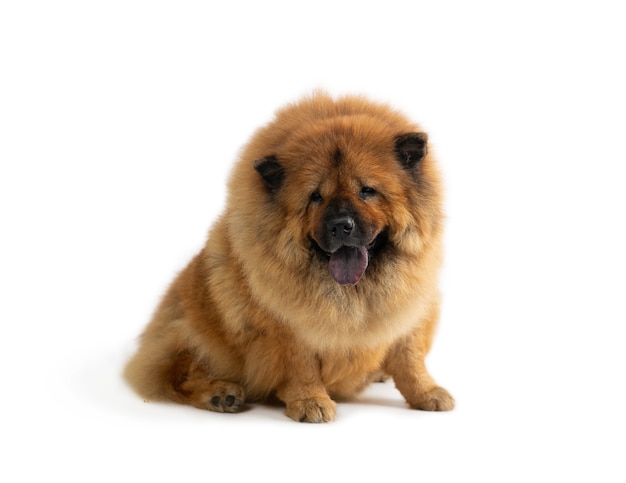 Portrait of cute chow chow dog sitting on the floor with tongue sticking out