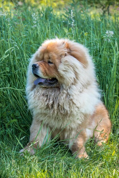 Photo portrait of cute chow chow dog