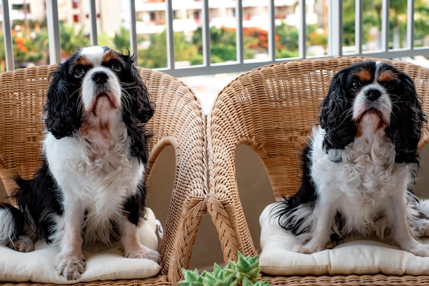 Portrait of cute couple of black and white dogs cavalier king charles spaniel sitting outdoors