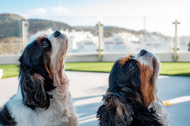 Portrait of cute couple of dogs cavalier king charles spaniel sitting outdoors looking up