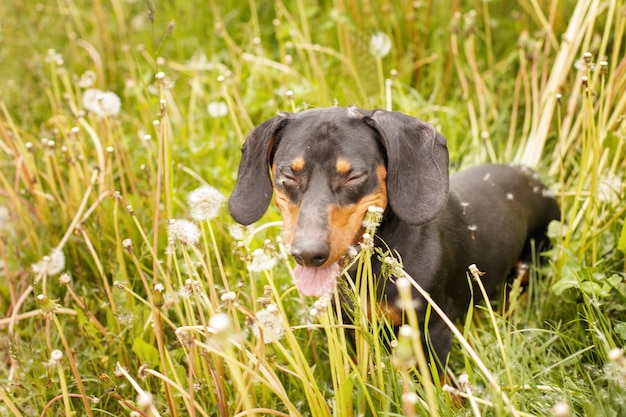 Portrait of a cute dachshund dog in a field of dandelions