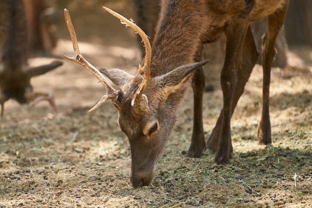 Portrait of cute deer on farm