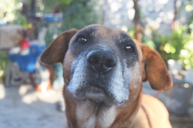 Portrait of a cute dog close-up