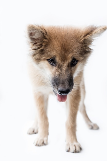 A portrait of a cute dog  isolated on white background