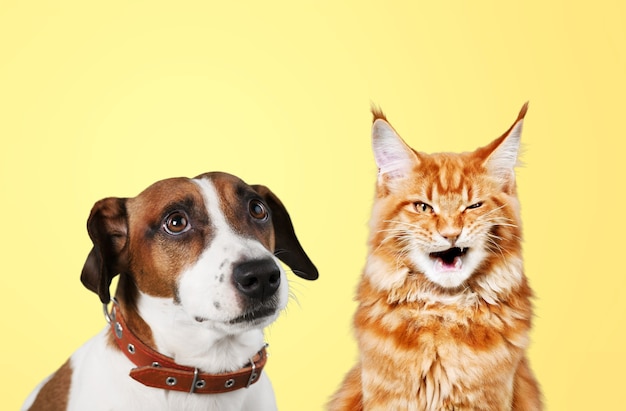 Portrait of cute dog Jack Russell Terrier and cheerful cat Scottish Straight             - Image