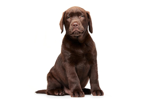 Portrait of cute dog labrador puppy calmly posing isolated over white studio background brown fur