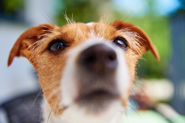 Portrait of cute dog outdoors at summer day