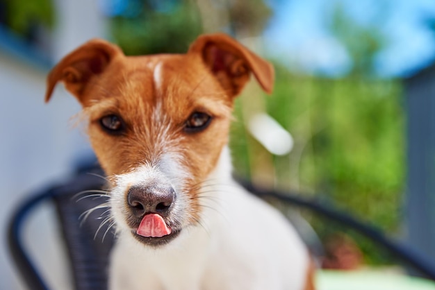 夏の日の屋外でかわいい犬の肖像画