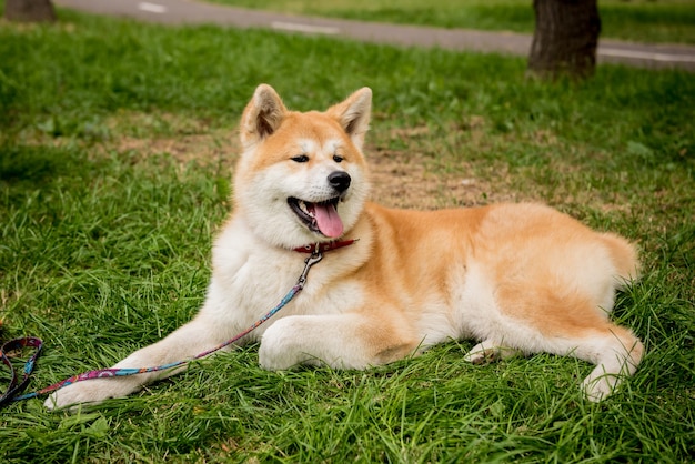 公園でかわいい犬の肖像画