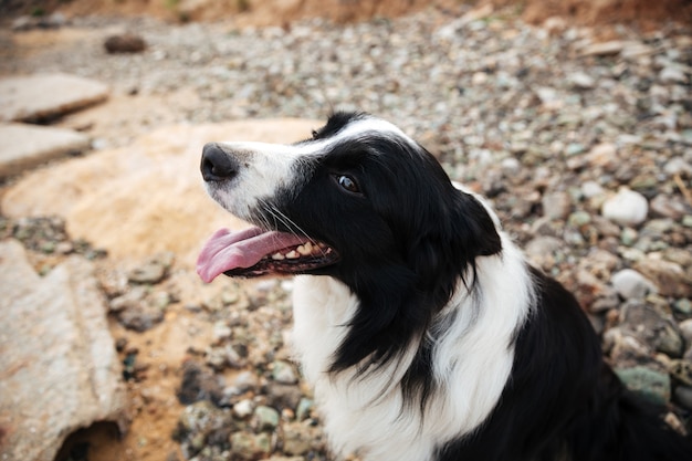 Ritratto di simpatico cane seduto in riva al mare