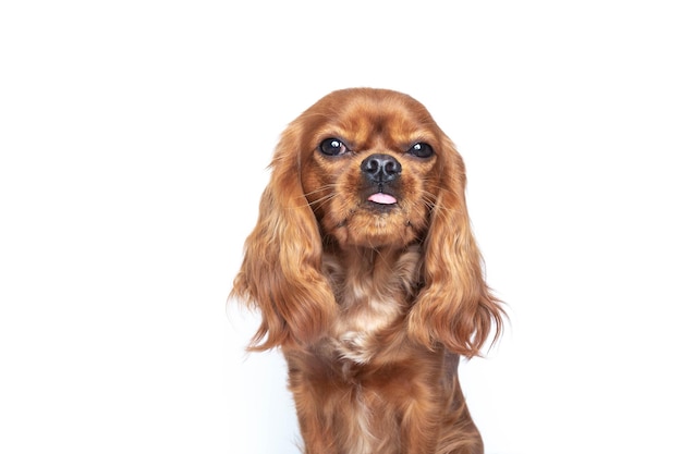 Portrait of cute dog with tongue out isolated on white background