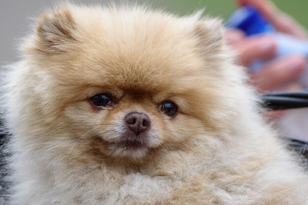 Foto ritratto di un cagnolino carino