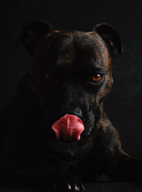 可愛い犬の肖像画