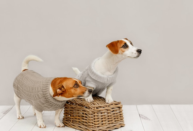 Portrait of cute dogs in knitted blouses, studio photo of Jack Russell puppy and his mom. Friendship, love, family.