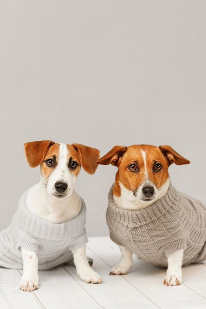 Portrait of cute dogs in knitted blouses, studio photo of Jack Russell puppy and his mom. 