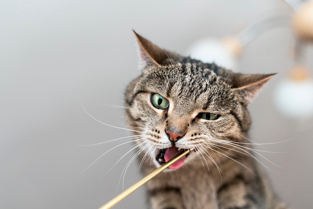 Portrait of Cute domestic beige mackerel tabby cat with red nose on gray background pets