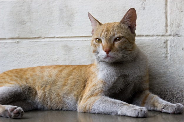 Portrait of cute domestic Cat with Yellow eyes and whiskers purebred straighteared