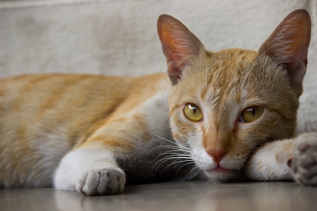 Портрет милой домашней кошки с желтыми глазами и чистокровными усами.