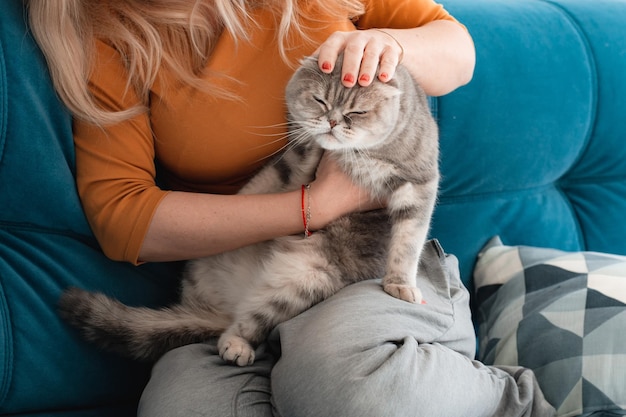 Portrait of a cute domestic purebred cat lying with the owner of the house