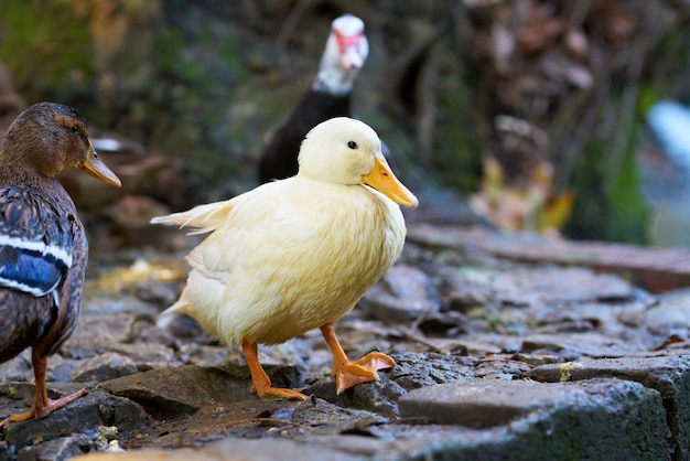 Portrait of a cute duck