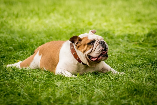 Portrait of cute english bulldog at the park