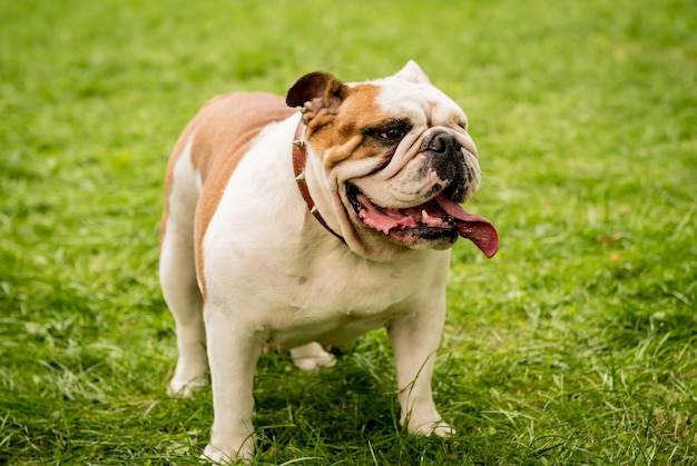 Portrait of cute english bulldog at the park.