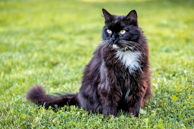 緑の芝生の上のかわいいふわふわ黒猫の肖像画