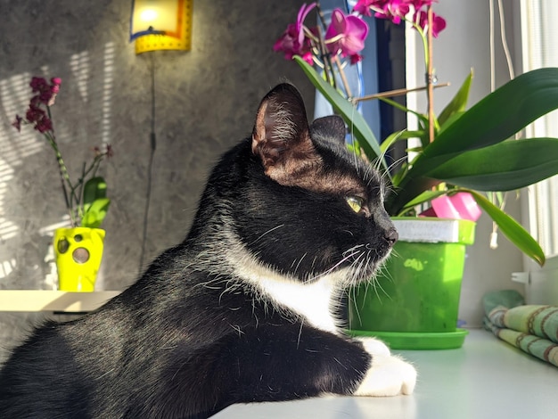 Portrait of cute fluffy black cat with green eyes in cozy home. looking out the window. Funny pets