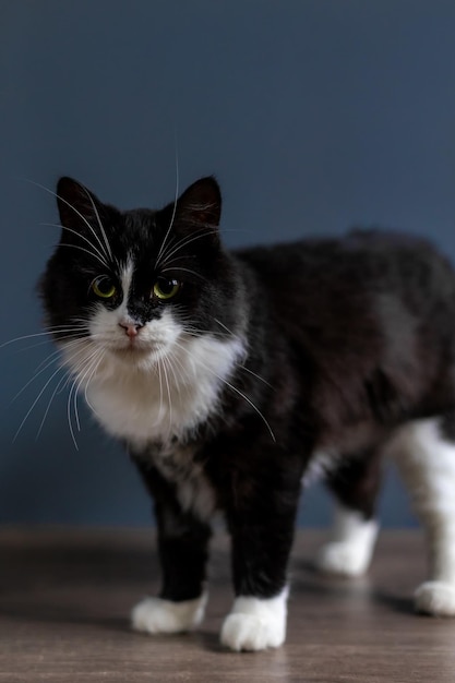 Portrait of a cute fluffy black and white kitten