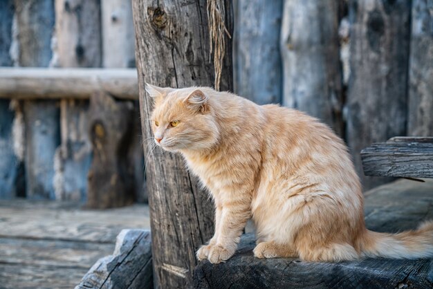 路上でかわいいふわふわ猫の肖像画