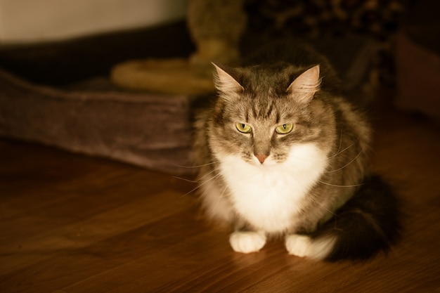 Портрет милой пушистой домашней кошки.