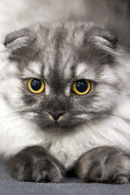 Portrait of a cute fluffy gray kitten sloseup