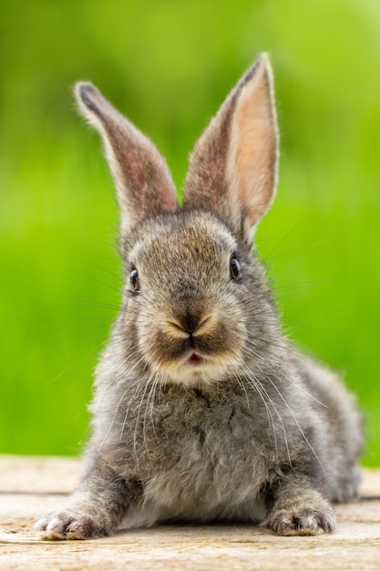 Portrait of a cute fluffy gray rabbit with ears