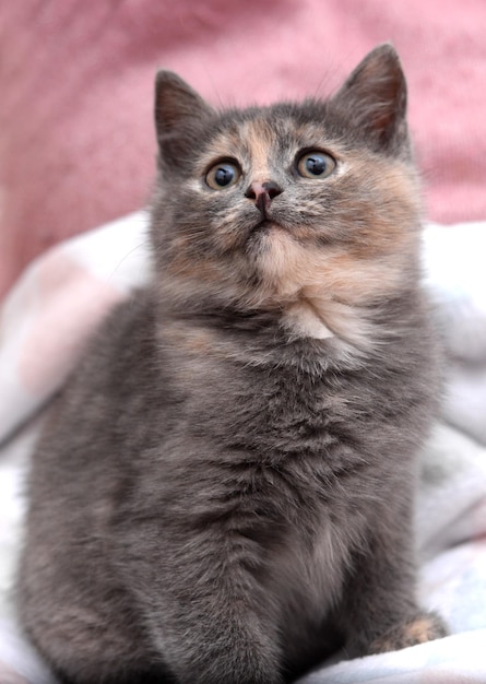 Portrait of a cute fluffy kitten with a tortoiseshell color