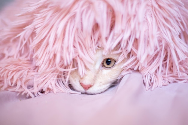 Portrait cute fluffy Maine Coon kitten peeking out from under the blanket