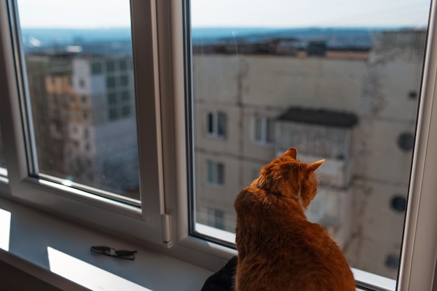 Portrait of cute fluffy red and white cat, looking at the view from the window.