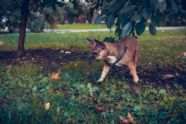 Portrait of cute french bulldog puppy outdoors Healthy and active pet