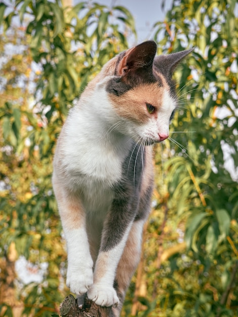 Portrait of a cute funny cat.