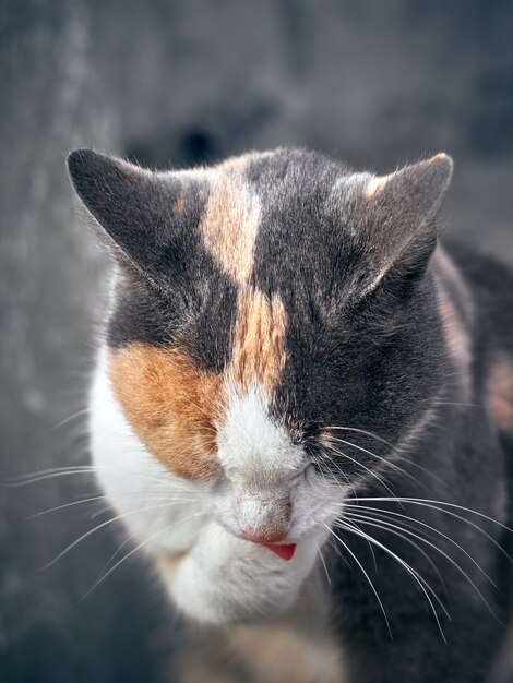 Portrait of a cute funny cat.