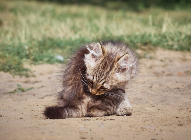 Portrait of a cute funny cat.