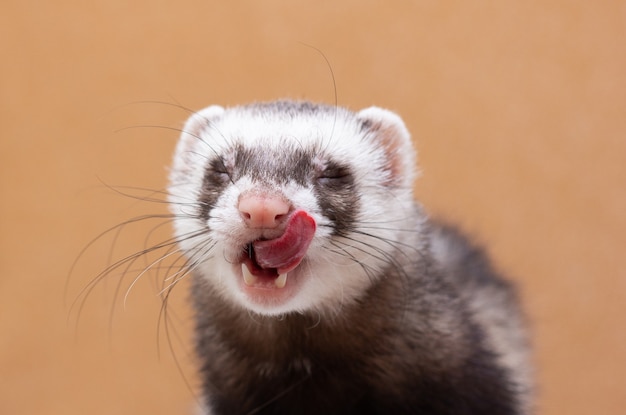 Portrait of cute funny ferret