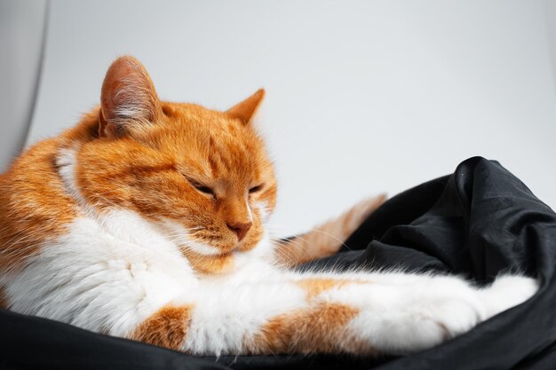 Portrait of cute funny red and white cat chilling on the blanket