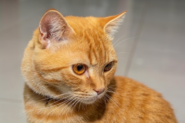 portrait of cute ginger cat