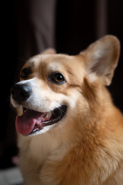 Portrait of cute ginger Pembroke Welsh Corgi dog