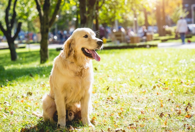 Portrait of cute golden retriever dog at the park