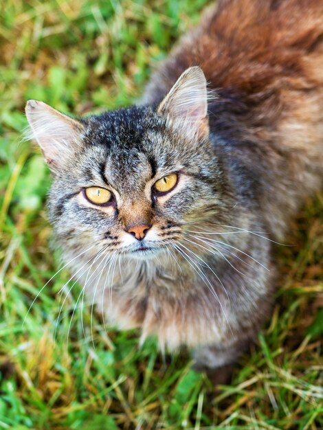 レンズをのぞき込むかわいい灰色の飼い猫のポートレート