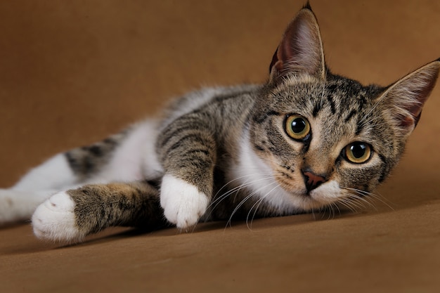 Portrait of a cute gray and white striped kitten lying on brown